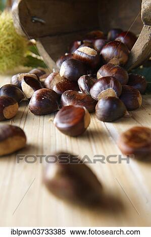 Organic chestnuts (Castanea sativa) View Large Photo Image Stock Photography - Organic chestnuts (Castanea sativa). Fotosearch