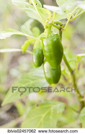 Stock Image - Organic chili pepper plant with ripe fruits. Fotosearch