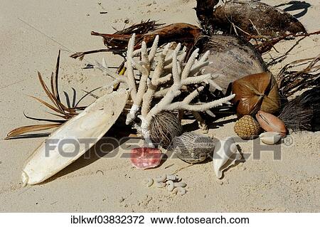 "Organic flotsam, cuttlefish bone, branch coral, red crab shell, sea snails, coconut, fruits, Runi Island, Biak, West Papua, Indonesia, Asia" View Large Photo Image Stock Image - "Organic flotsam, cuttlefish bone, branch coral, red crab shell, sea snails, coconut, fruits, Runi Island, Biak, West Papua, Indonesia, Asia". Fotosearch