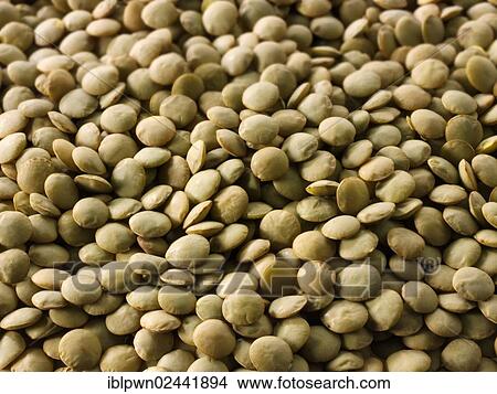Organic Green lentils View Large Photo Image Picture - Organic Green lentils. Fotosearch