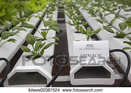 "Organic produce is grown hydroponically in a greenhouse at Henry Ford West Bloomfield Hospital, West Bloomfield, Michigan, USA" View Large Photo Image Picture - "Organic produce is grown hydroponically in a greenhouse at Henry Ford West Bloomfield Hospital, West Bloomfield, Michigan, USA". Fotosearch