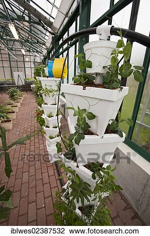 Stock Image - "Organic produce is grown hydroponically in a greenhouse at Henry Ford West Bloomfield Hospital, West Bloomfield, Michigan, USA". Fotosearch