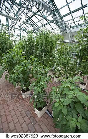 "Organic produce is grown hydroponically in a greenhouse at Henry Ford West Bloomfield Hospital, West Bloomfield, Michigan, USA" View Large Photo Image Stock Photo - "Organic produce is grown hydroponically in a greenhouse at Henry Ford West Bloomfield Hospital, West Bloomfield, Michigan, USA". Fotosearch