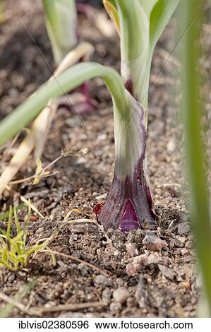 Organic Red Spring Onions growing View Large Photo Image Stock Photograph - Organic Red Spring Onions growing. Fotosearch