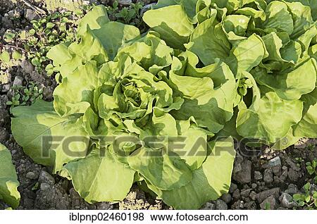 Organic salad in the field View Large Photo Image Stock Photo - Organic salad in the field. Fotosearch