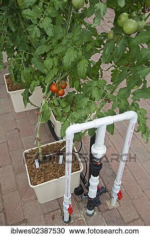 Stock Image - "Organic tomatoes are grown hydroponically in bato buckets in a greenhouse at Henry Ford West Bloomfield Hospital, West Bloomfield, Michigan, USA". Fotosearch
