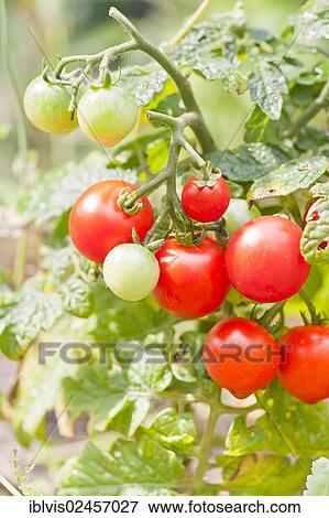 Stock Photo - Organic tomatoes growing in a garden. Fotosearch