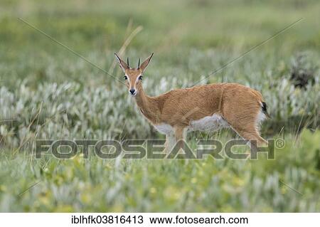 Stock Image - "Oribi (Ourebia ourebi), Liuwa Plain National Park, Western Province, Zambia, Africa". Fotosearch