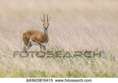 Stock Photography - "Oribi (Ourebia ourebi), Liuwa Plain National Park, Western Province, Zambia, Africa". Fotosearch