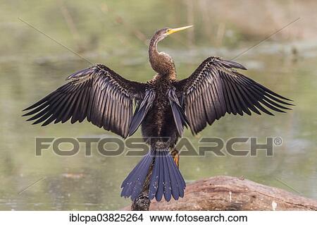 Picture - "Oriental Darter (Anhinga melanogaster) drying its wings, Keoladeo National Park, Rajasthan, India, Asia". Fotosearch