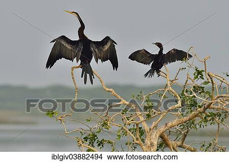 "Oriental Darter or Indian Darter (Anhinga melanogaster) and a Little Cormorant (Phalacrocorax niger), Bundala National Park, Southern Province, Sri Lanka, Asia" View Large Photo Image Picture - "Oriental Darter or Indian Darter (Anhinga melanogaster) and a Little Cormorant (Phalacrocorax niger), Bundala National Park, Southern Province, Sri Lanka, Asia". Fotosearch