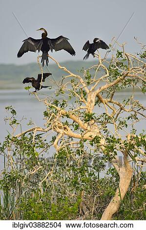 Picture - "Oriental Darter or Indian Darter (Anhinga melanogaster) and Little Cormorants (Phalacrocorax niger), Bundala National Park, Southern Province, Sri Lanka, Asia". Fotosearch