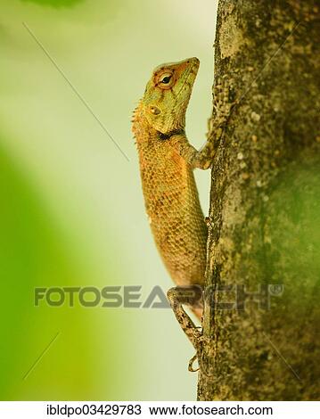 "Oriental Garden Lizard, Eastern Garden Lizard or Changeable Lizard (Calotes versicolor) on tree trunk, Ari Atoll, Maldives, Asia" View Large Photo Image Stock Image - "Oriental Garden Lizard, Eastern Garden Lizard or Changeable Lizard (Calotes versicolor) on tree trunk, Ari Atoll, Maldives, Asia". Fotosearch
