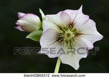 Stock Image - "Oriental Hellebore or Lenten Rose (Helleborus orientalis cult. ), Lower Saxony, Germany, Europe". Fotosearch