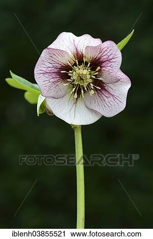 "Oriental Hellebore or Lenten Rose (Helleborus orientalis cult. ), Lower Saxony, Germany, Europe" View Large Photo Image Stock Image - "Oriental Hellebore or Lenten Rose (Helleborus orientalis cult. ), Lower Saxony, Germany, Europe". Fotosearch