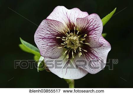 "Oriental Hellebore or Lenten Rose (Helleborus orientalis cult. ), Lower Saxony, Germany, Europe" View Large Photo Image Stock Photo - "Oriental Hellebore or Lenten Rose (Helleborus orientalis cult. ), Lower Saxony, Germany, Europe". Fotosearch
