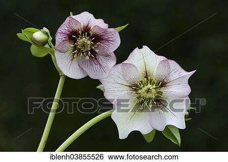 "Oriental Hellebore or Lenten Rose (Helleborus orientalis cult. ), Lower Saxony, Germany, Europe" View Large Photo Image Stock Photograph - "Oriental Hellebore or Lenten Rose (Helleborus orientalis cult. ), Lower Saxony, Germany, Europe". Fotosearch