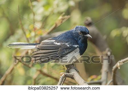 "Oriental Magpie-Robin (Copsychus saularis), Keoladeo National Park, Rajasthan, India, Asia" View Large Photo Image Stock Photo - "Oriental Magpie-Robin (Copsychus saularis), Keoladeo National Park, Rajasthan, India, Asia". Fotosearch