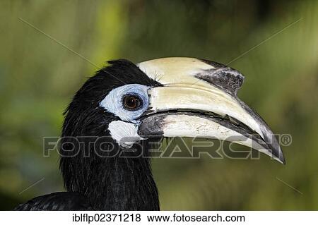 "Oriental Pied Hornbill (Anthracoceros albirostris), adult female, portrait, Indonesia, Southeast Asia, Asia" View Large Photo Image Stock Photo - "Oriental Pied Hornbill (Anthracoceros albirostris), adult female, portrait, Indonesia, Southeast Asia, Asia". Fotosearch