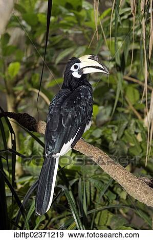 Stock Photo - "Oriental Pied Hornbill (Anthracoceros albirostris), adult female, perched on branch, Indonesia, Southeast Asia, Asia". Fotosearch