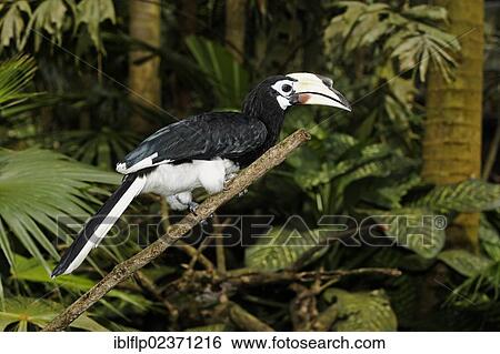 Stock Photograph - "Oriental Pied Hornbill (Anthracoceros albirostris), adult female, perched on branch, Indonesia, Southeast Asia, Asia". Fotosearch