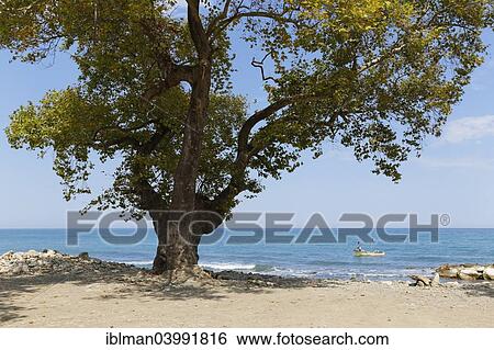 "Oriental Plane Tree (Platanus orientalis) on the beach, Ayancik, Sinop Province, Black Sea Coast, Black Sea Region, Turkey, Asia" View Large Photo Image Stock Photograph - "Oriental Plane Tree (Platanus orientalis) on the beach, Ayancik, Sinop Province, Black Sea Coast, Black Sea Region, Turkey, Asia". Fotosearch