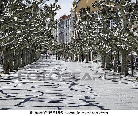 "Oriental plane trees (Platanus orientalis) along the Paseo Espolon, Burgos, Castile and Leon, Spain, Europe" View Large Photo Image Stock Photography - "Oriental plane trees (Platanus orientalis) along the Paseo Espolon, Burgos, Castile and Leon, Spain, Europe". Fotosearch