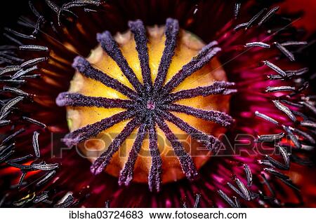 "Oriental Poppy (Papaver orientale), seed head, boll, detail, Germany, Europe" View Large Photo Image Stock Image - "Oriental Poppy (Papaver orientale), seed head, boll, detail, Germany, Europe". Fotosearch