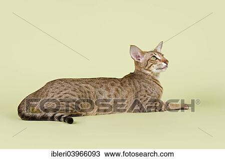 "Oriental Shorthair cat, 3 years, colour chocolate spotted tabby" View Large Photo Image Stock Image - "Oriental Shorthair cat, 3 years, colour chocolate spotted tabby". Fotosearch