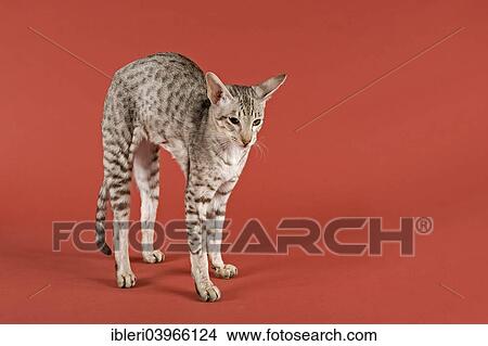 "Oriental Shorthair cat, Chocolate Silver Spotted Tabby, stretching, arching her back" View Large Photo Image Picture - "Oriental Shorthair cat, Chocolate Silver Spotted Tabby, stretching, arching her back". Fotosearch