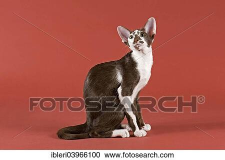 Oriental Shorthair Cat Chocolate White Bicolor Stock Image