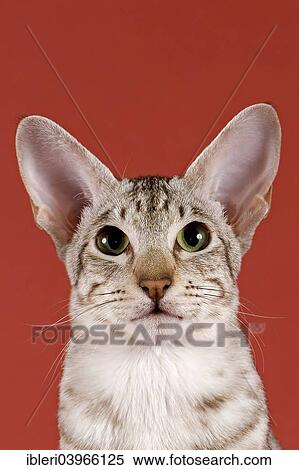 Oriental Shorthair Cat Chocolate Silver Spotted Tabby Stock