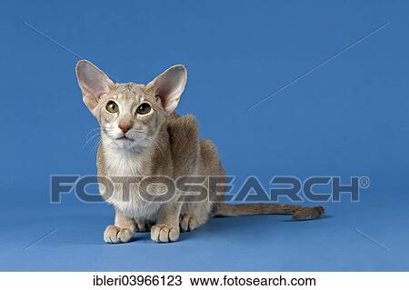 Stock Image - "Oriental Shorthair cat, Lilac Ticked Tabby". Fotosearch