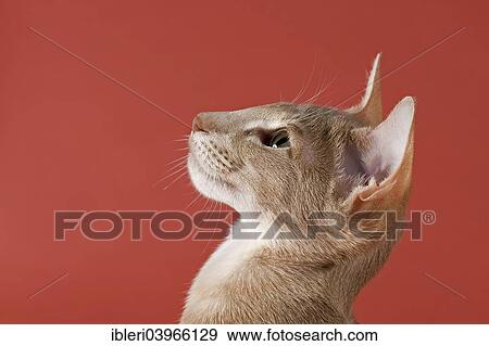 "Oriental Shorthair cat, Lilac Ticked Tabby" View Large Photo Image Stock Photo - "Oriental Shorthair cat, Lilac Ticked Tabby". Fotosearch