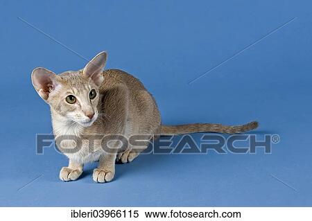 "Oriental Shorthair cat, Lilac Ticked Tabby" View Large Photo Image Stock Photography - "Oriental Shorthair cat, Lilac Ticked Tabby". Fotosearch