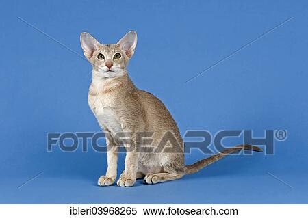 "Oriental Shorthair cat, Lilac Ticked Tabby" View Large Photo Image Stock Photography - "Oriental Shorthair cat, Lilac Ticked Tabby". Fotosearch