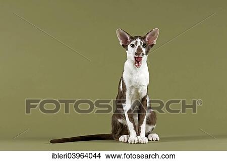Oriental Shorthair cat View Large Photo Image Picture - Oriental Shorthair cat. Fotosearch