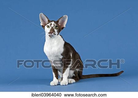 Oriental Shorthair cat View Large Photo Image Stock Image - Oriental Shorthair cat. Fotosearch