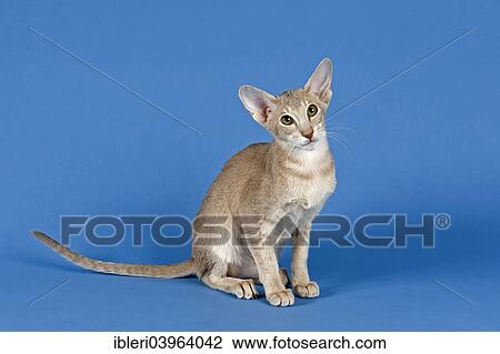 Oriental Shorthair cat View Large Photo Image Stock Image - Oriental Shorthair cat. Fotosearch