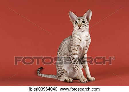 Oriental Shorthair cat View Large Photo Image Stock Image - Oriental Shorthair cat. Fotosearch