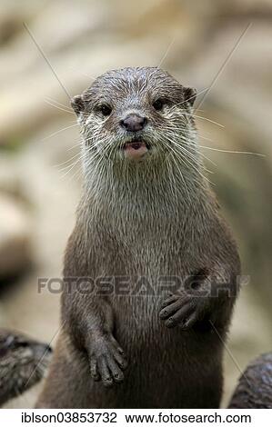 Stock Image - "Oriental Small-clawed Otter (Amblonyx cinerea), adult, Germany, Europe". Fotosearch