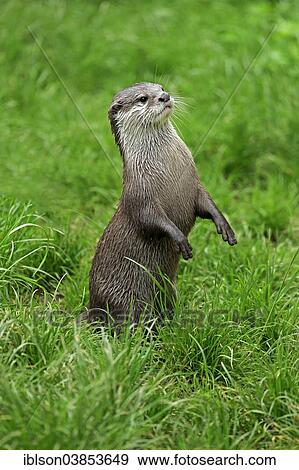 "Oriental Small-clawed Otter (Amblonyx cinerea), adult, standing upright, alert, Germany, Europe" View Large Photo Image Stock Photo - "Oriental Small-clawed Otter (Amblonyx cinerea), adult, standing upright, alert, Germany, Europe". Fotosearch