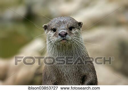"Oriental Small-clawed Otter (Amblonyx cinerea), adult, portrait, Germany, Europe" View Large Photo Image Stock Photo - "Oriental Small-clawed Otter (Amblonyx cinerea), adult, portrait, Germany, Europe". Fotosearch