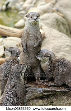 Stock Image - "Oriental Small-clawed Otters (Amblonyx cinerea), adult, bevy, Germany, Europe". Fotosearch