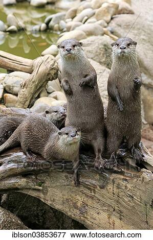"Oriental Small-clawed Otters (Amblonyx cinerea), adult, bevy, Germany, Europe" View Large Photo Image Stock Photo - "Oriental Small-clawed Otters (Amblonyx cinerea), adult, bevy, Germany, Europe". Fotosearch