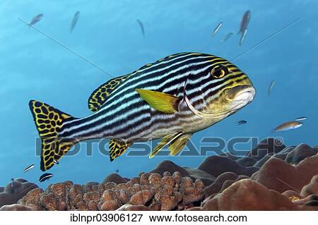 Stock Photo - "Oriental Sweetlips (Plectorhinchus orientalis, Plectorhinchus vittatus) at a coral reef, Maldives, Asia". Fotosearch