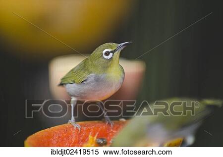 Stock Photography - Oriental White-eye (Zosterops palpebrosus) feeding on fruit in a garden, Singapore, Asia. Fotosearch