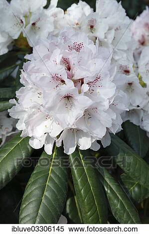 "Orlando"""" Rhododendron rex variety (Rhododendron rex hybrid """"Orlando""""), cultivar, flowering, Germany, Europe" View Large Photo Image Stock Photography - "Orlando"""" Rhododendron rex variety (Rhododendron rex hybrid """"Orlando""""), cultivar, flowering, Germany, Europe". Fotosearch
