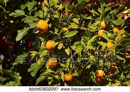 "Ornamental Bitter Orange (Citrus aurantium ssp. aurantium), oranges hanging on the tree, Germany, Europe" View Large Photo Image Stock Photo - "Ornamental Bitter Orange (Citrus aurantium ssp. aurantium), oranges hanging on the tree, Germany, Europe". Fotosearch
