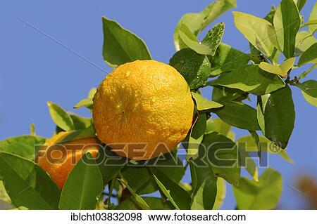 Stock Photo - "Ornamental Bitter Orange (Citrus aurantium ssp. Aurantium), oranges hanging on the tree, Germany, Europe". Fotosearch